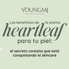 Los beneficios de la planta Heartleaf para tu piel: el secreto coreano que está conquistando el skincare